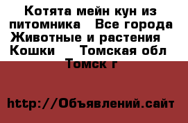 Котята мейн-кун из питомника - Все города Животные и растения » Кошки   . Томская обл.,Томск г.